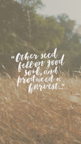 Soil and Seed - Part 3 - Parable Series Daily Devotional on Matt 13:23