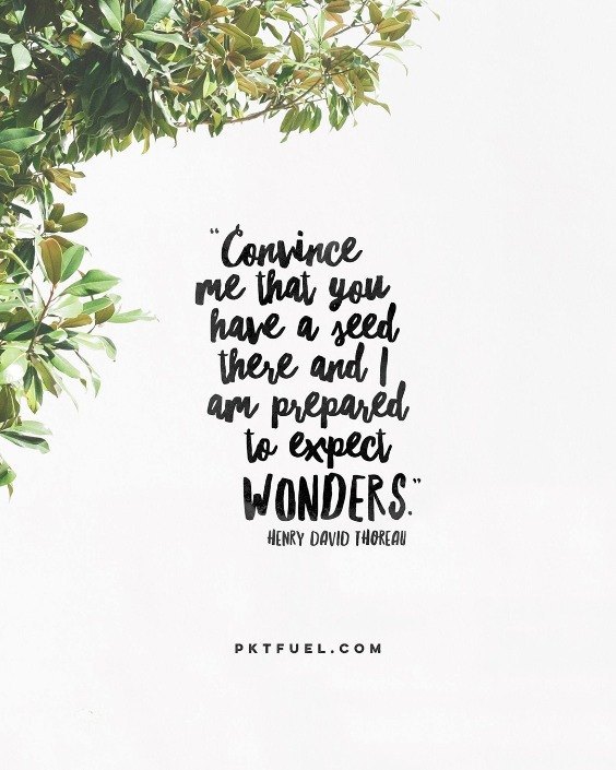 Mustard Seed Tree The Seed Series Part 1 Pocket Fuel