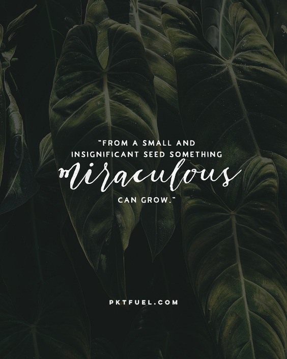 Birds and Branches – The Seed Series – Part 6 - Pocket Fuel on Matt 13:32