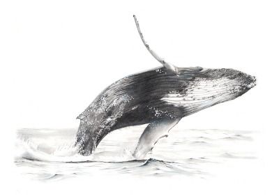 Jess LeClerc - Balaenoptera Musculus